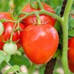 То, что нужно для сибирского климата – сорт томата «Иваныч» F1