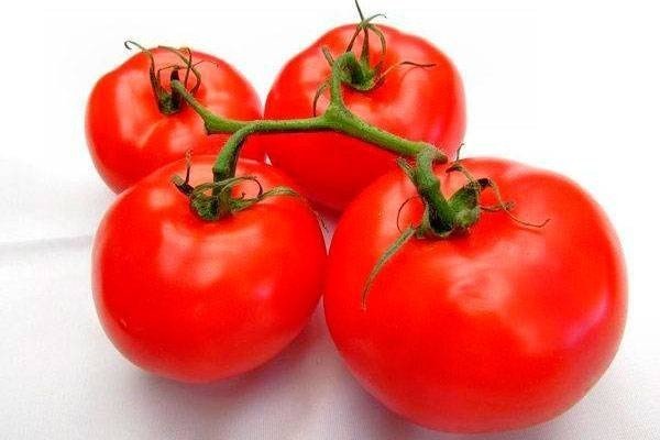 Сорт томатов пародист