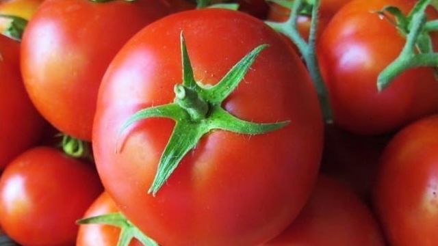 Сорт помидора «Царь Петр»: фото, отзывы, описание, характеристика, урожайность