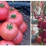 Томат Розовая Садовая жемчужина: характеристика и описание сорта