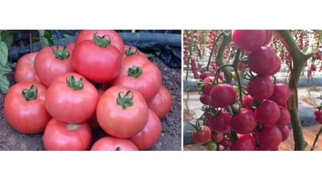 Томат Розовая жемчужина: характеристика и описание сорта, фото куста, отзывы об урожайности помидоров