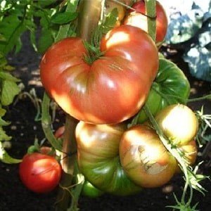 Сорт томата инской