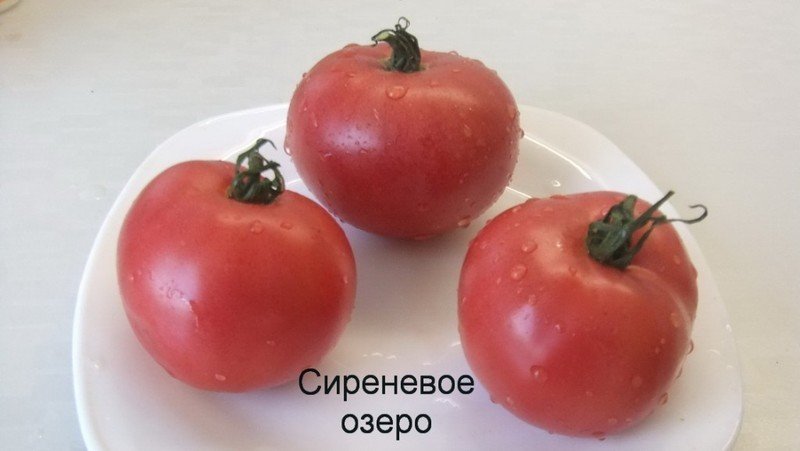 Сорт томатов сиреневое озеро