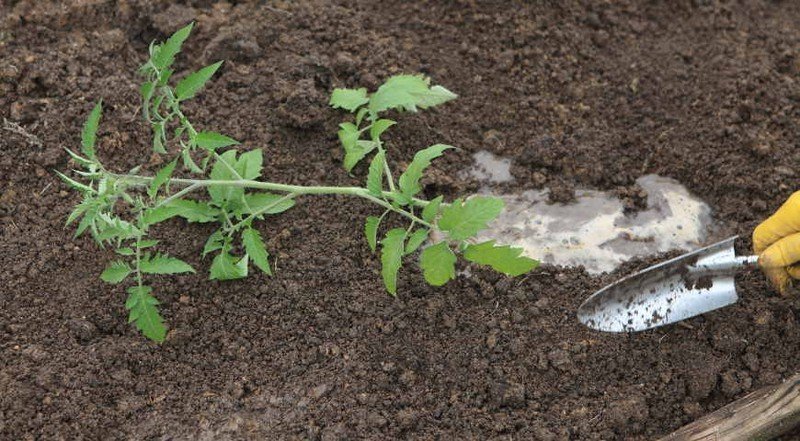 Высадка помидорной рассады в открытый грунт