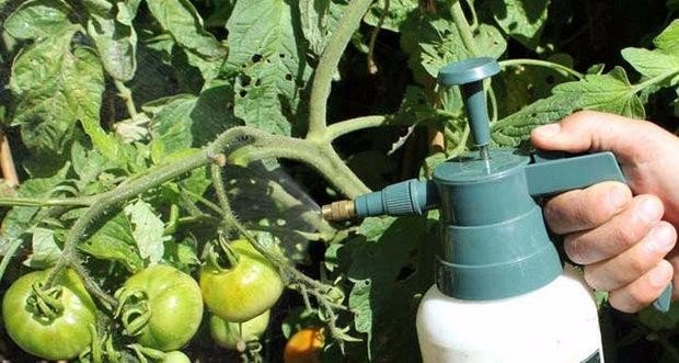 Фитоспорин от фитофторы на помидорах