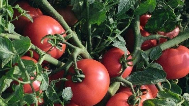 Султан: описание сорта томата, характеристики помидоров, посев