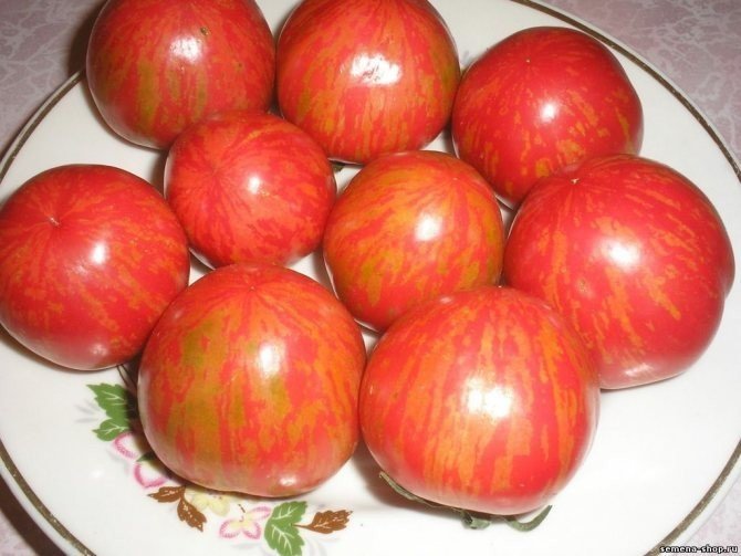 Сорт томата дон жуан