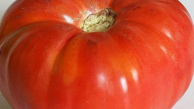 Томат Сибирский великан: характеристика и описание сорта, фото розовых помидоров, отзывы об урожайности куста
