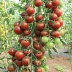 Все о сорте томатов «Красным красно» или как ухаживать за данными помидорами и получить большой урожай