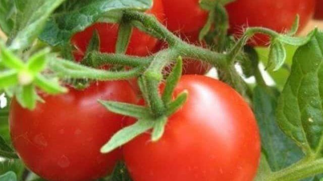 Томат Таня f1: характеристика и описание сорта помидоров, отзывы тех, кто их выращивал, фото кустов и урожая