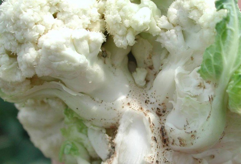 Белая гниль цветной капусты