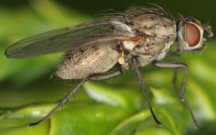 Чем питаются мухи