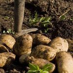 Болезни картофеля: как распознать инфекцию и спасти урожай