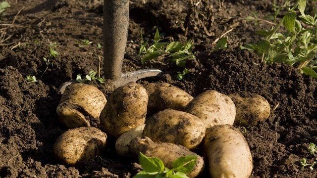 Грибковые, бактериальные и вирусные болезни картофеля и меры борьбы с ними