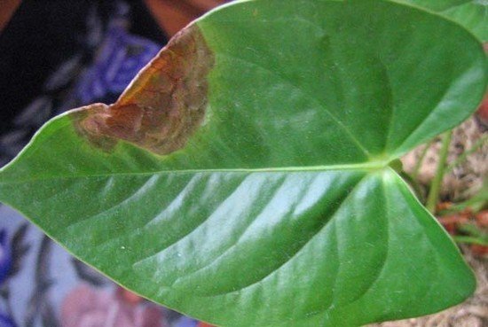 Антуриум болезни листьев