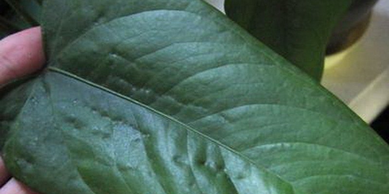 Антуриум болезни пупырышки листьев