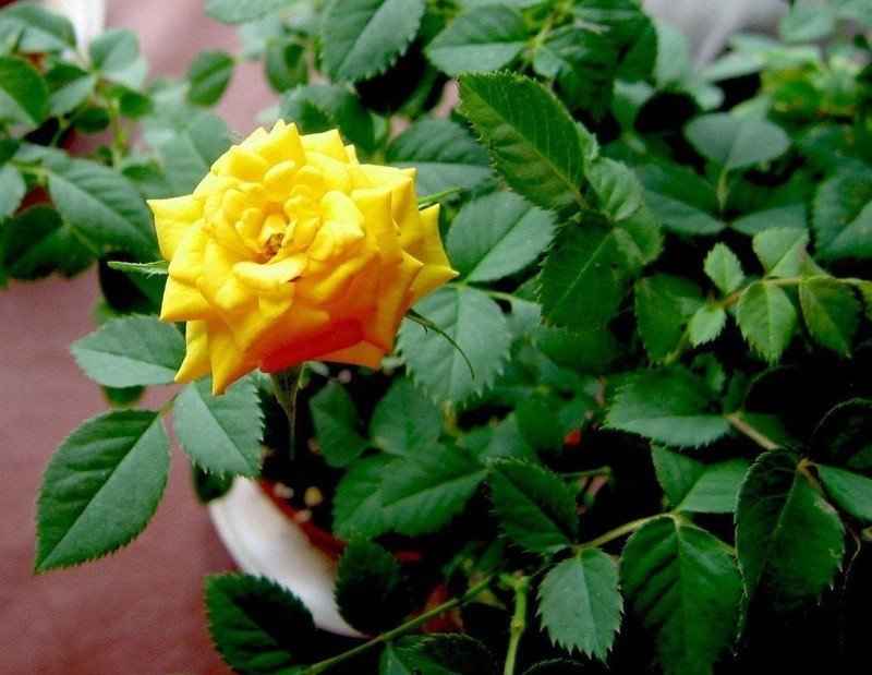 Роза сари желтая