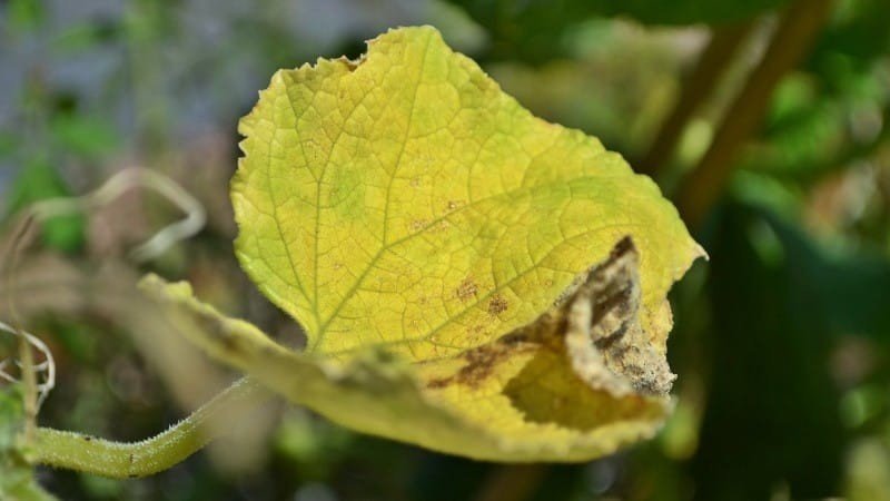 Листья огурцов желтеют и сохнут