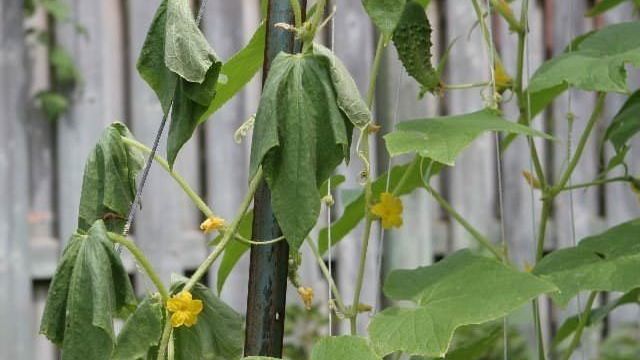 Вянут листья огурцов в теплице: что делать и чем обработать, почему увядают и желтеют в открытом грунте