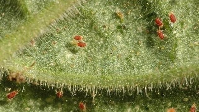 Паутинный клещ на огурцах: что делать, если листья желтеют, на них появилась паутина и вредители, фото пораженных растений