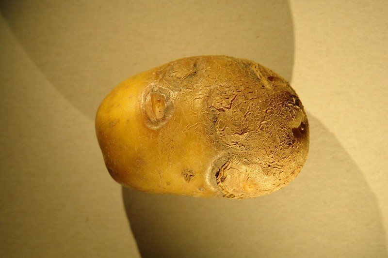 Ризоктониоз картофеля на клубнях