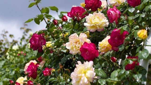 Меры борьбы с мучнистой росой на розах в домашних условиях
