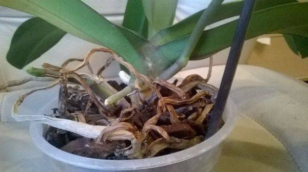 Пересаживаем орхидею фаленопсис
