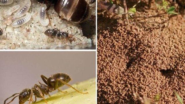 Все о способах борьбы с муравьями на дачном участке народными средствами