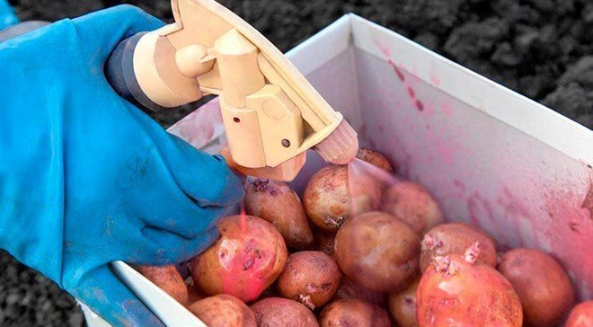 Обработка картофеля перед посадкой