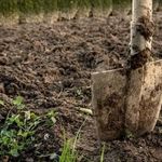Как бороться с проволочником: агротехнические и народные методы борьбы