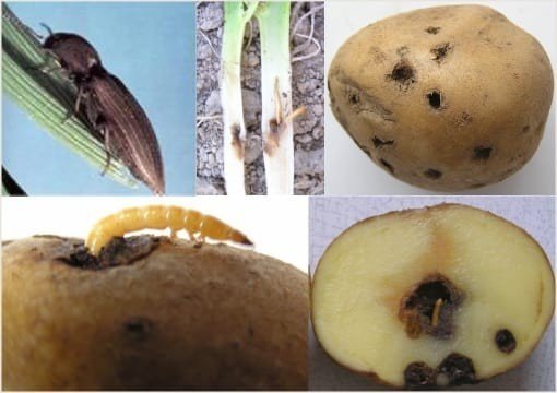 Вредители картошки жук проволочник