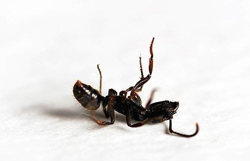 Формика руфа муравей на белом фоне