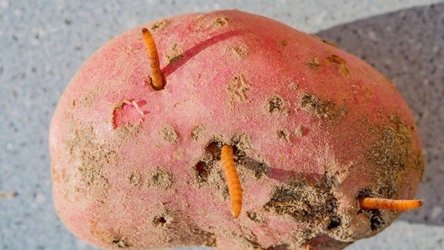 Меры борьбы с проволочником при посадке картофеля