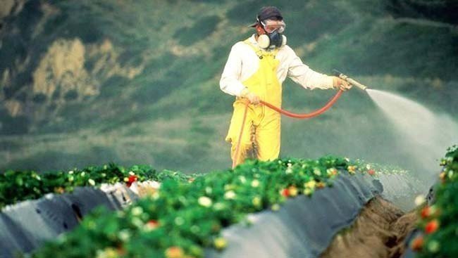 Загрязнение почвы пестицидами