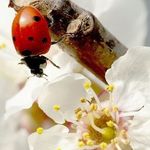 Полезные насекомые для борьбы с вредителями