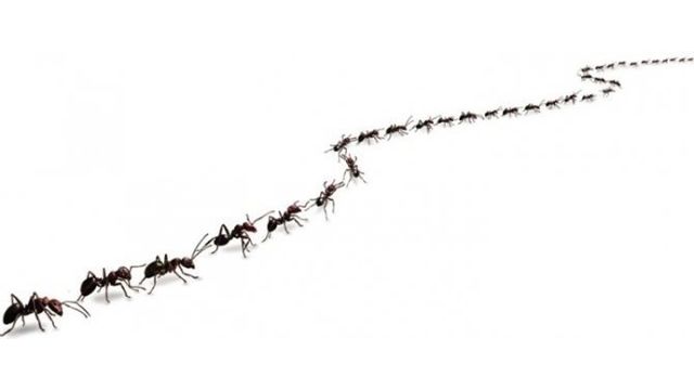 Порошок «Раптор» против муравьев