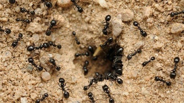 Рыжие муравьи в квартире: причины появления и как от них избавиться