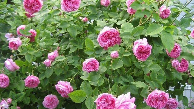 Описание бурбонской парковой розы Луис Одьер