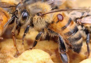 Пчелиный клещ варроа
