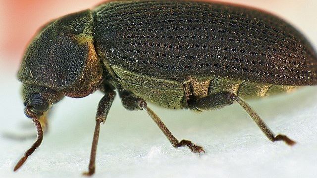Жучки в крупе (31 фото): как избавиться от жуков навсегда, если завелись на кухне? Как бороться с насекомыми в муке?
