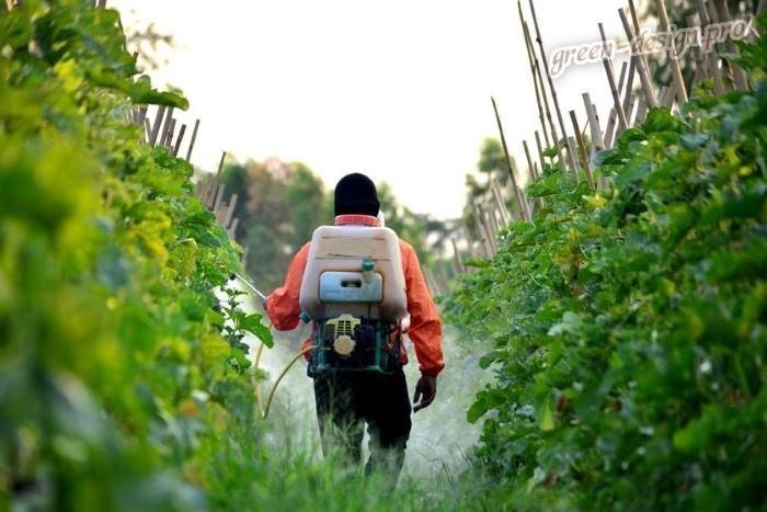 Обработка виноградников пестицидами