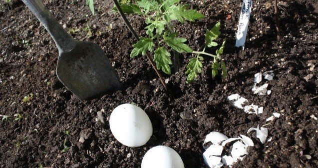 Яичная скорлупа для огорода