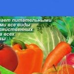 Подкормка томатов Азофоской: правила применения