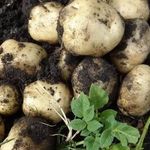 Состав, способы и нормы внесения удобрения Кемира картофельная