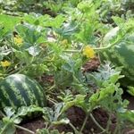Арбуз — описание растения и плода, польза и вред, состав, калорийность, способы выбора и хранения