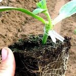 Как вырастить арбузы привитые к тыкве