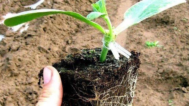 Как вырастить арбузы привитые к тыкве