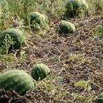 Выращивание арбузов в Беларуси: обзор сортов, в открытом грунте, в теплице