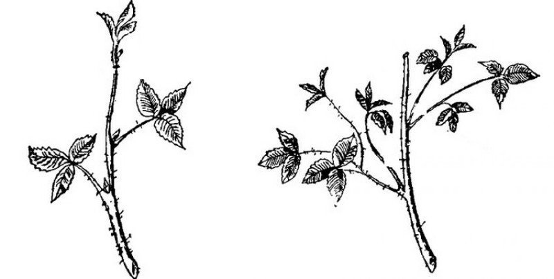 Схема обрезки роз на черенкование