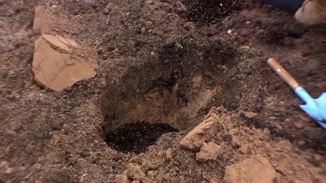 Посадка ежевики в посадочную яму